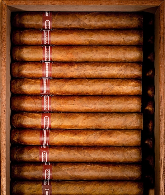 Close up of cigars in open humidor box