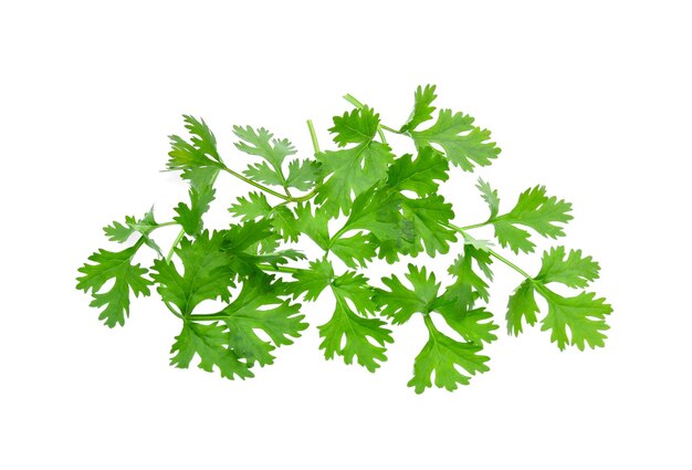 Photo close-up of cilantro over white background