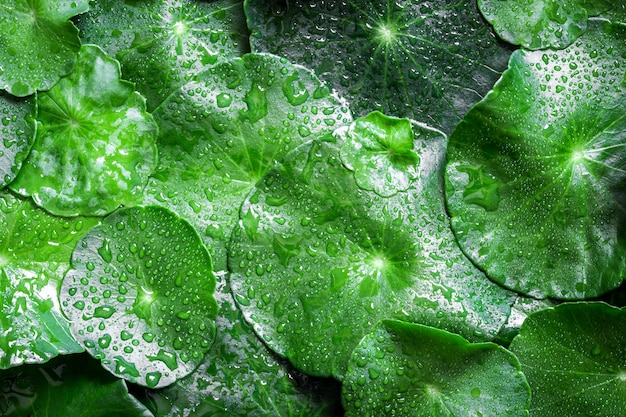 Close up circle green leaf decoration with water rain drop as abstract green background 