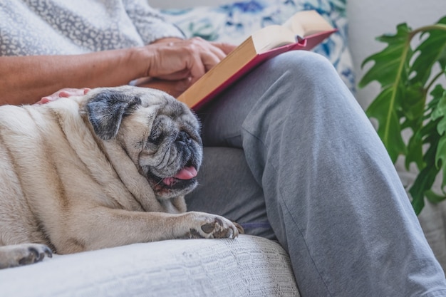 Close up on clear purebred pug dog laying down with his senior owner on the sofa, relaxing  together at home