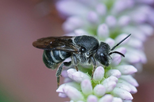 Close up of a cleptoparasite bee, Stelis punctulatissima on a li