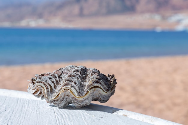 Close up of closed bivalve shell on table with beach sea and mountains in background Dahab Egypt