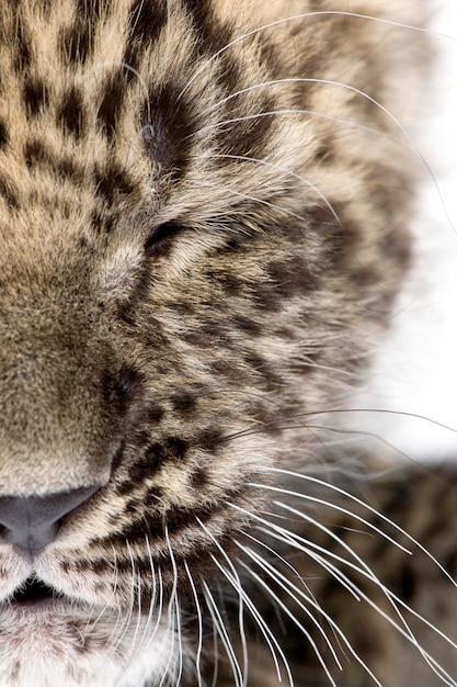 Primo piano su un occhio chiuso di un leopardo persiano cucciolo settimane