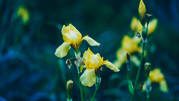 Close up of closed yellow tulips on background of green leaves Beautiful flowers swaying in wind Concept of nature background