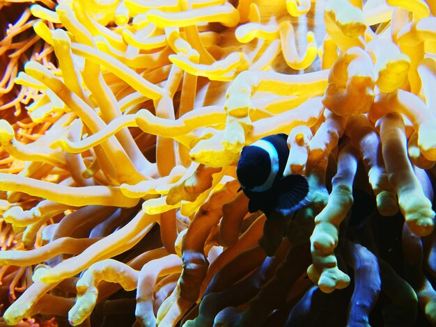 Close-up of clown fish amidst sea anemone in sea