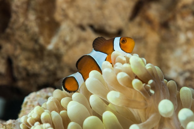 Foto close-up di pesci clown che nuotano vicino ai coralli in mare