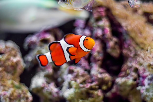 Close-up of clown fish swimming in sea