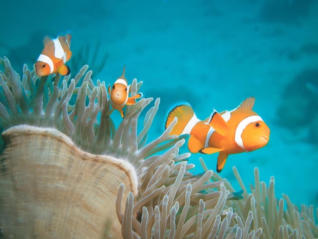 close-up of clown fish swimming in sea