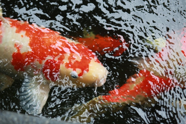 Photo close-up of clown fish in water