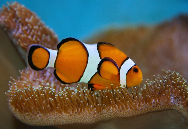 Foto prossimo piano di un pesce pagliaccio che nuota in mare