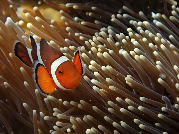 Foto primo piano di un pesce pagliaccio sott'acqua