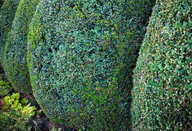 Close up of clumps of boxwood