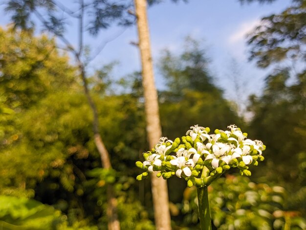 Cnidoscolus aconitifolius 花のクローズ アップは、チャヤ ツリーほうれん草またはほうれん草の木の花の背景や壁紙としても知られています。