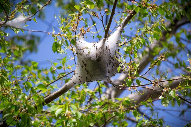 Photo close-up of cob web on tree