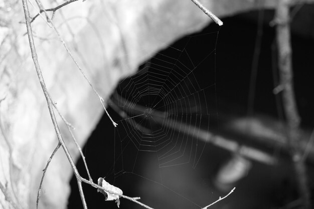 Close-up of cobweb against blurred background