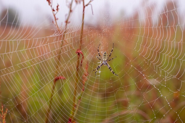 Close up of cobweb with a spider