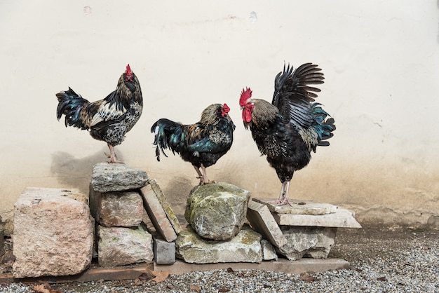 Foto close up cazzo brahma gallo scuro in piedi sulla strada con due galline defocused in background