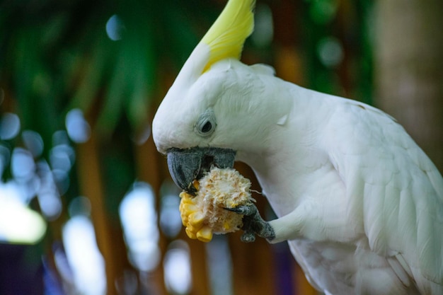 Photo close-up of cockatoo eating corn