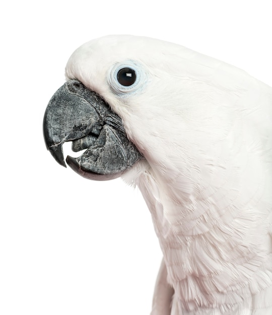 Photo close-up of a cockatoo in front of a white surface