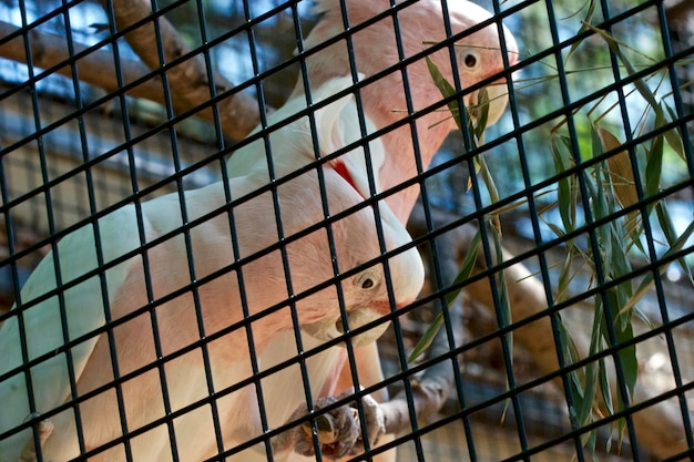 Photo close-up of cockatoos in cage at zoo