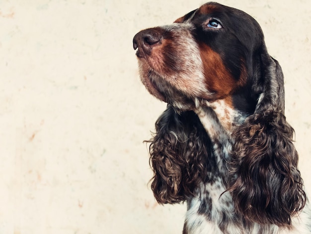 Foto prossimo piano di un cocker spaniel contro il muro