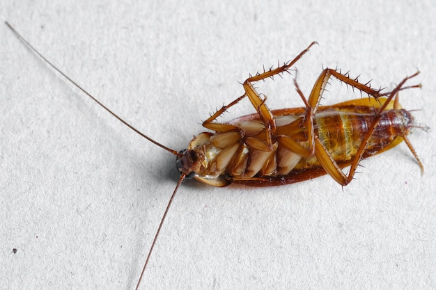 Close up of cockroach on white background.