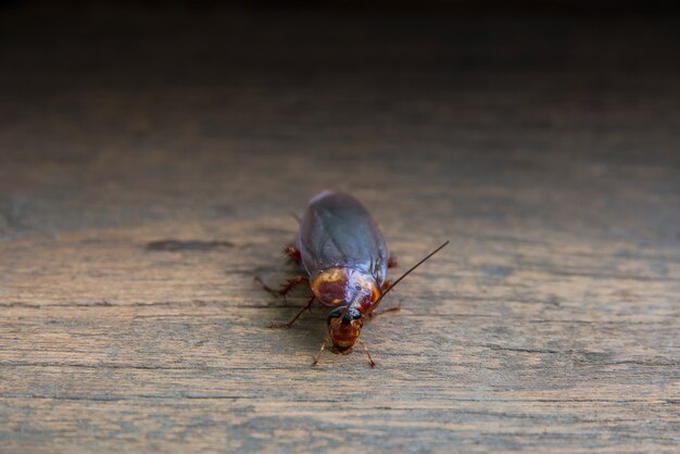 Close up of a cockroach on wood background.