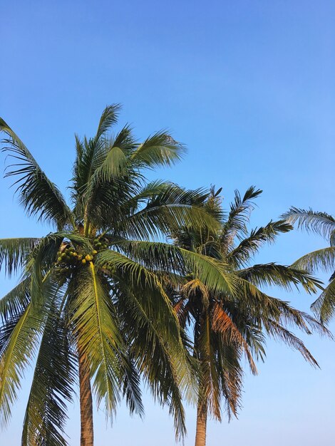 Close up coconut palm tree leaves over clear blue sky on the summer beach with copy space.