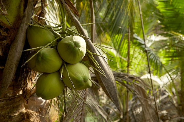 Close-up of coconut palm tree