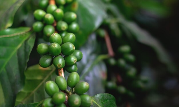 Chiuda in su dei chicchi di caffè nella pianta