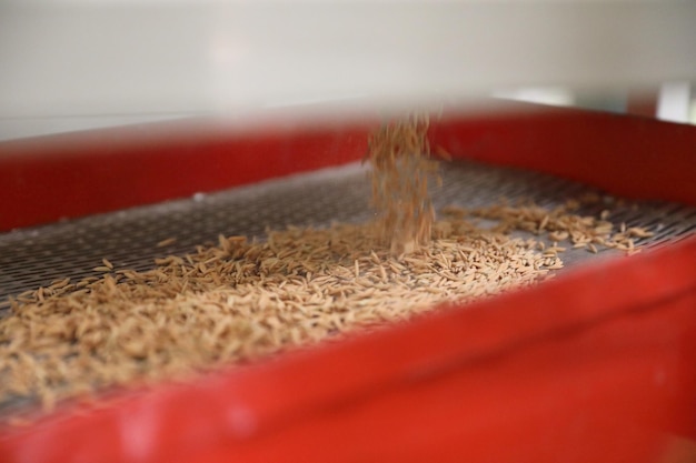 Close-up of coffee beans on rug