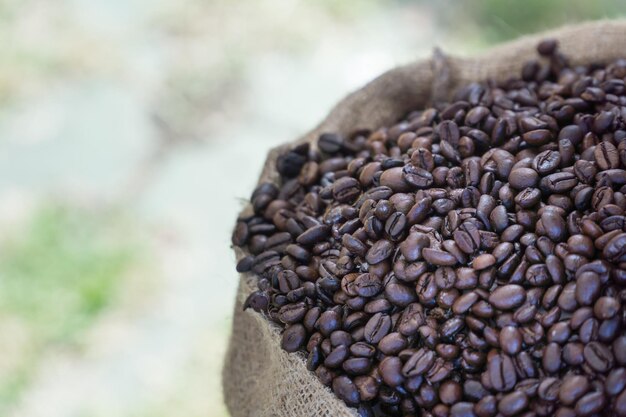 Close-up of coffee beans