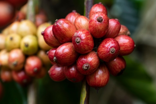 close up of coffee cherries at coffee farm