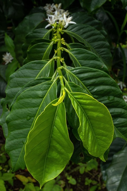 close up of coffee green leaves