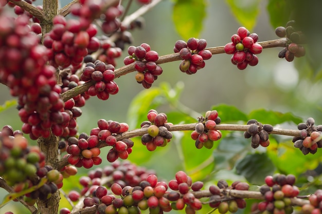 Foto chiuda sulla pianta del caffè con i chicchi di caffè maturi - rossi sugli alberi