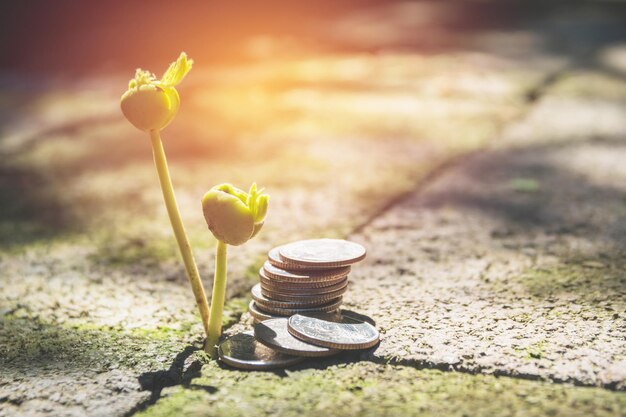 Photo close-up of coins by seedling