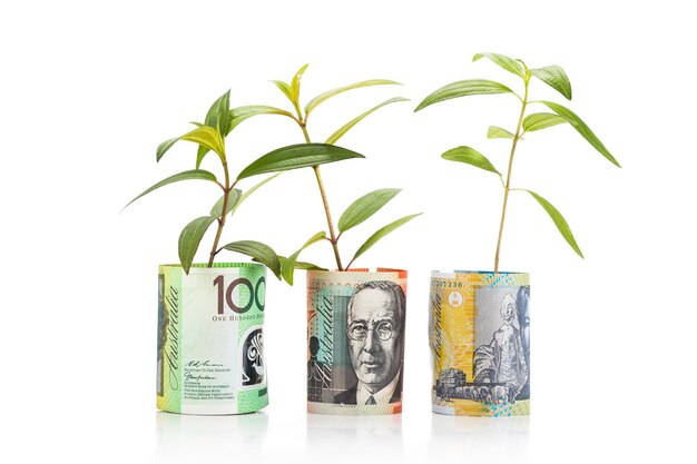 Close-up of coins on plant against white background