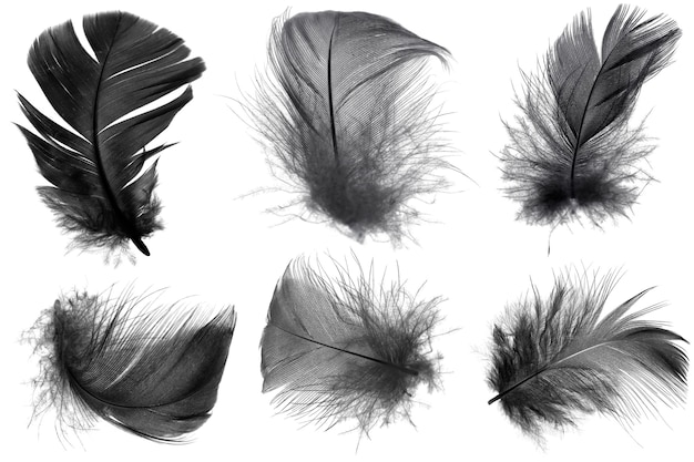 Photo close up a collection of black feathers