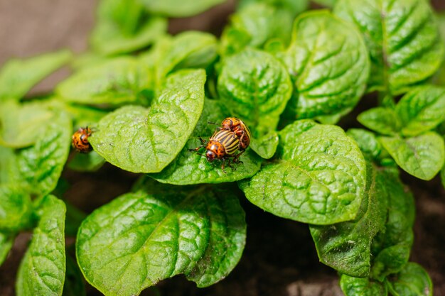 Close-up of Colorado beetles in mating