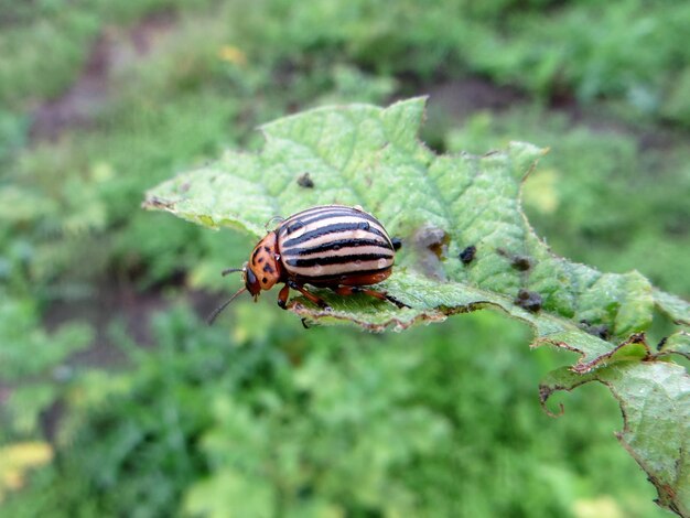 Photo close-up of colorado potato beetle on leaf