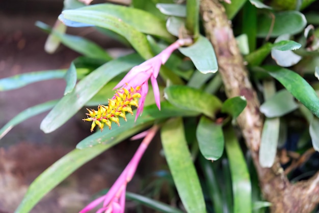 Close up of colorful Bromeliad plants in botanic garden