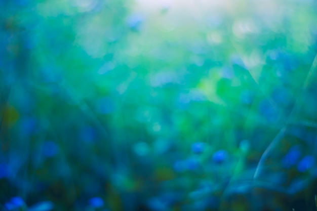 Close up colorful flower grass and sunset background. landscape in the meadow.