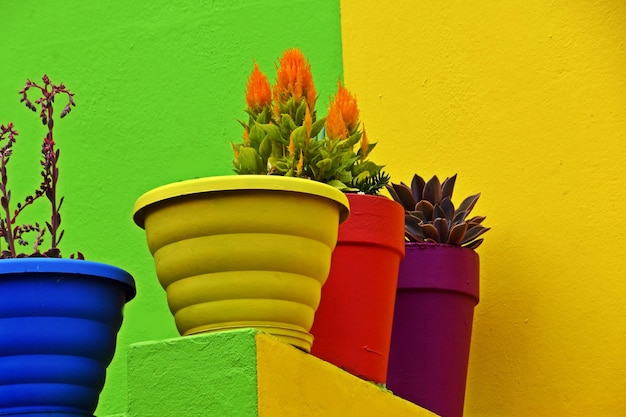 Close up of colorful flower pots in the Bo Kaap in Cape Town