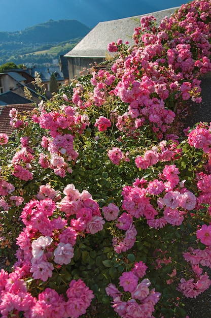 フランス コンクランス の 色々 な 花 の クローズアップ