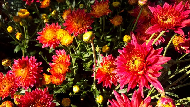 Close-up of colorful flowers