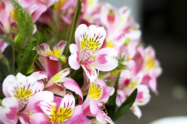 Close-up of colorful flowers