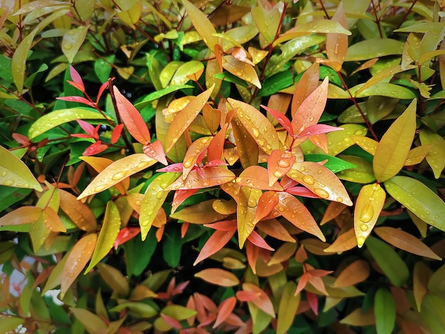 Крупным планом красочные листья с каплями дождя в парке