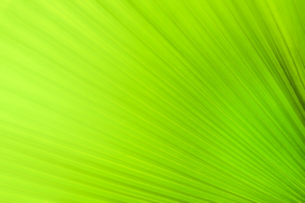 Close up colorful nature view green leaf on blurred greenery background and sunlight