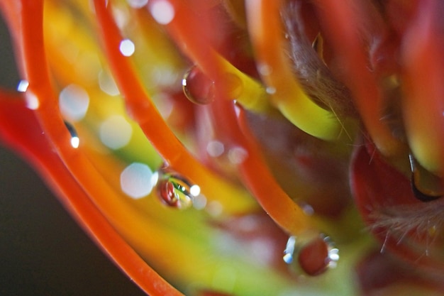 Foto prossimo piano di un oggetto colorato