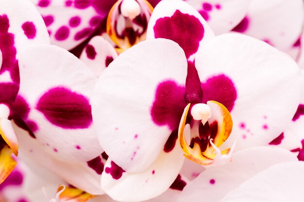 Close up of colorful orchid plants in full blossom.